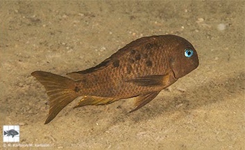 Tropheus sp. 'crescentic' Kungwe Point (Mutant)